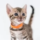 ベンガル