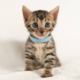 ベンガル
