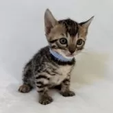 ベンガル【福岡県・女の子・2024年11月28日・ブラウンスポテッドタビー】の写真2