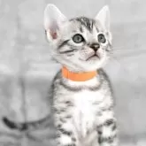 ベンガル【福岡県・女の子・2025年10月22日・ブラックシルバースポテッドタビー】の写真2