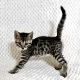 ベンガル【福岡県・女の子・2025年8月29日・ブラウンスポテッドタビー】の写真3