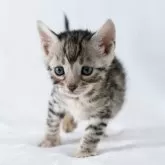 ベンガル【福岡県・女の子・2024年12月20日・ブラックシルバースポテッドタビー】の写真4