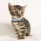 ベンガル【福岡県・男の子・2025年5月18日・ブラウンスポテッドタビー(ロゼット)】の写真4