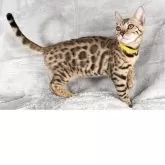 ベンガル【福岡県・女の子・2025年6月29日・ブラウンスポテッドタビー】の写真4