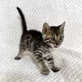 ベンガル【福岡県・女の子・2025年8月29日・ブラウンスポテッドタビー】の写真4