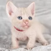 ラパーマ【福岡県・男の子・2025年9月30日・レッドタビー】の写真4