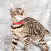 ベンガル【福岡県・女の子・2025年6月29日・ブラウンスポテッドタビー(ロゼット)】の写真4