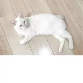 ラパーマ【福岡県・女の子・2024年12月29日・レッドタビー】の写真5「断尾したため尻尾が短いです」