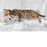 ベンガル【福岡県・男の子・2025年8月29日・ブラウンスポテッドタビー】の写真5