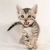 ベンガル【福岡県・男の子・2025年2月5日・シルバースポテッドタビー(ロゼット)】の写真6