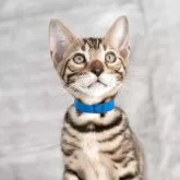 ベンガル【福岡県・男の子・2025年8月29日・ブラウンスポテッドタビー】の写真7