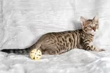 ベンガル【福岡県・女の子・2025年8月29日・ブラウンスポテッドタビー】の写真7