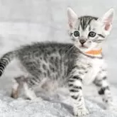 ベンガル【福岡県・女の子・2025年10月22日・ブラックシルバースポテッドタビー】の写真7