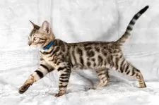 ベンガル【福岡県・男の子・2025年8月29日・ブラウンスポテッドタビー】の写真6