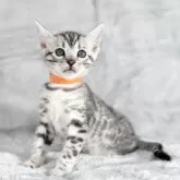 ベンガル【福岡県・女の子・2025年10月22日・ブラックシルバースポテッドタビー】の写真8