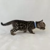 ベンガル【福岡県・女の子・2024年11月28日・ブラウンスポテッドタビー】の写真8