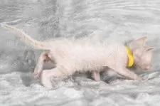 ラパーマ【福岡県・男の子・2025年9月30日・レッドタビー】の写真9