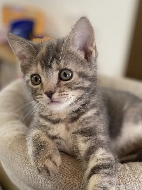 ID：2101-01486の子猫