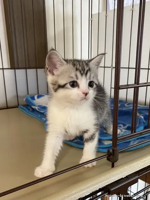 ID:2102-01615の子猫