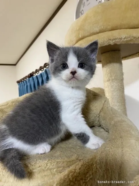 ID：2210-01943の子猫