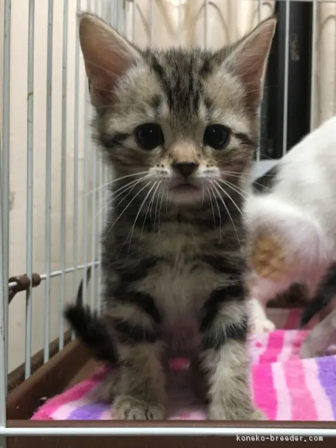 ID：1902-00716の子猫