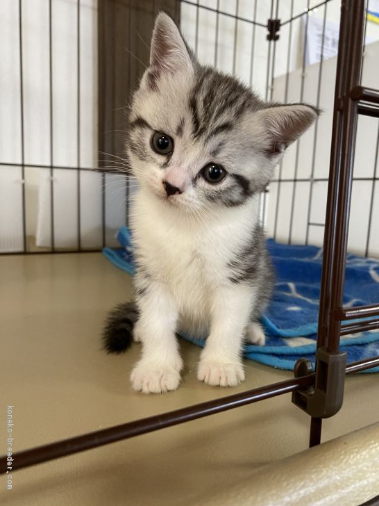 M.T 様のお迎えした子猫