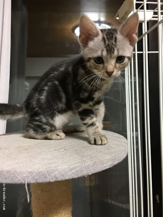 ID：2008-00184の子猫