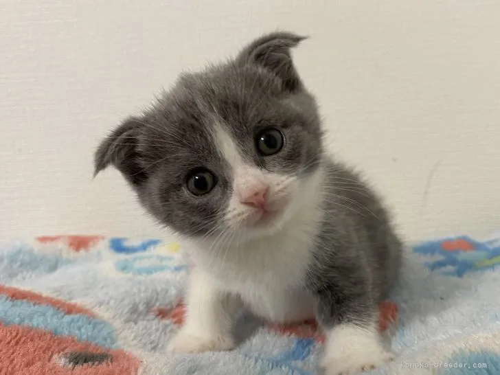 ID:2202-00453の子猫