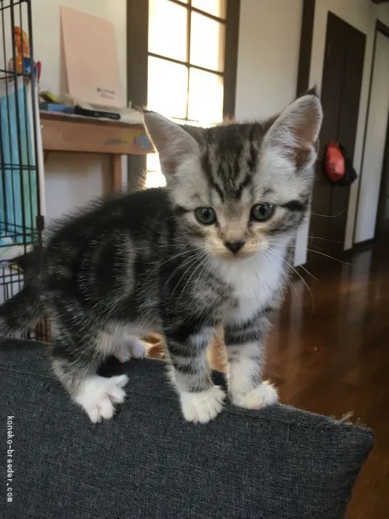 ID：1910-01886の子猫
