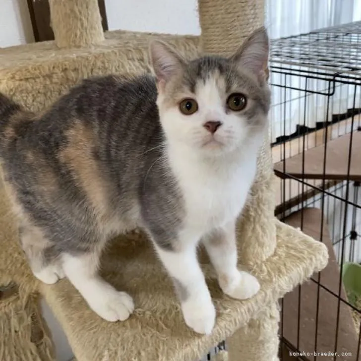 ID:2208-03211の子猫