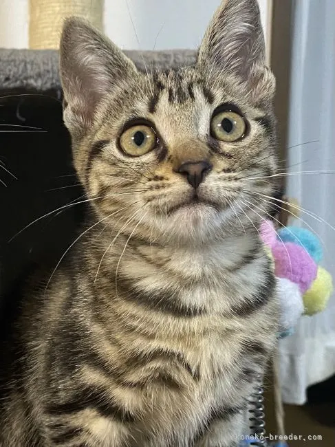 ID:2109-00028の子猫