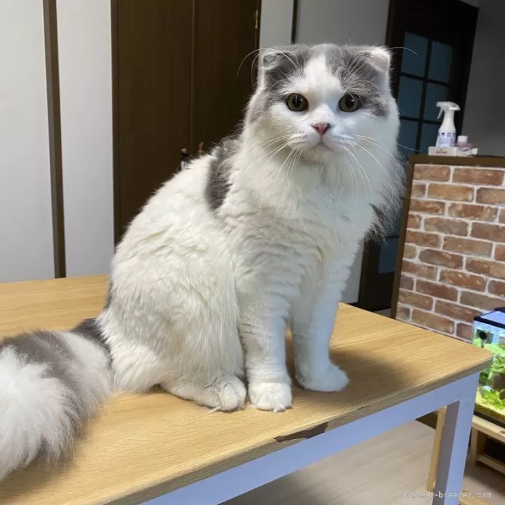 ID:2409-00886の子猫