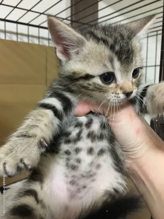 ID:1902-00719の子猫