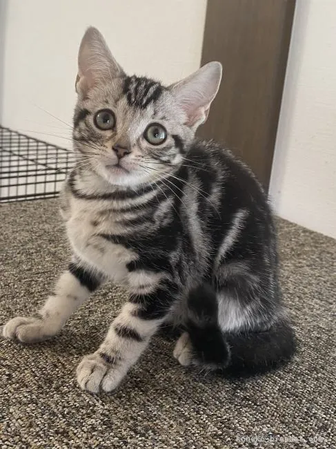 ID:2208-03187の子猫