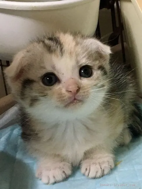 ID：2004-02010の子猫