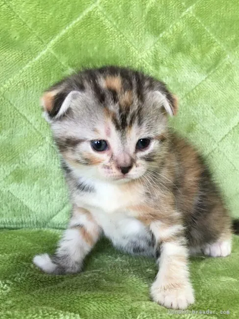 ID:1902-00731の子猫
