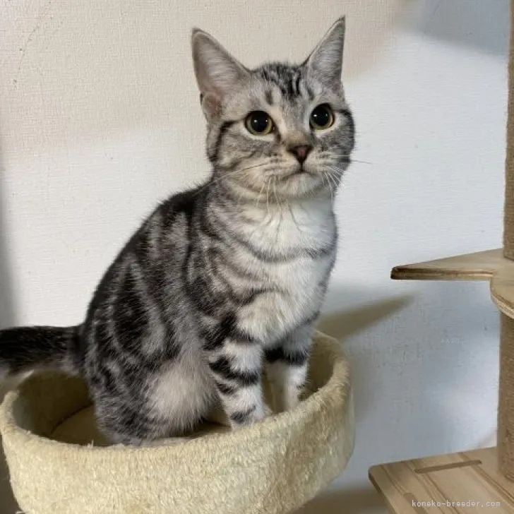 ID:2305-00410の子猫