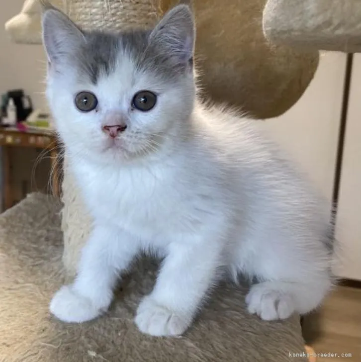ID:2208-03230の子猫