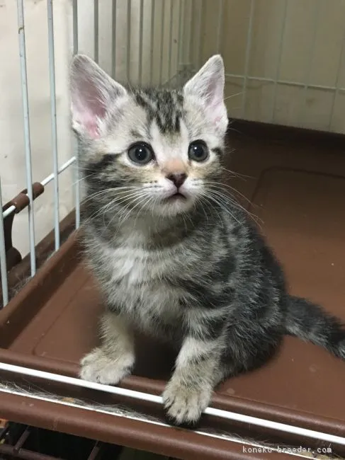 ID:1902-00725の子猫