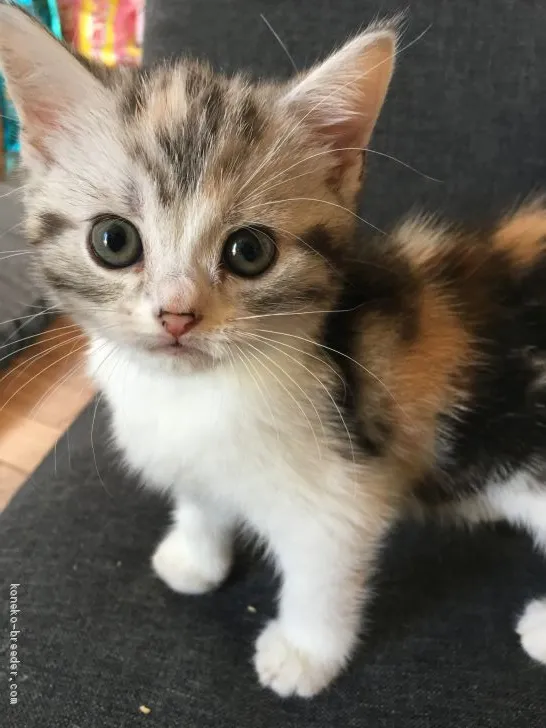 ID：1909-01197の子猫