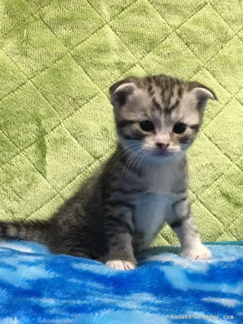 ID:1902-00732の子猫