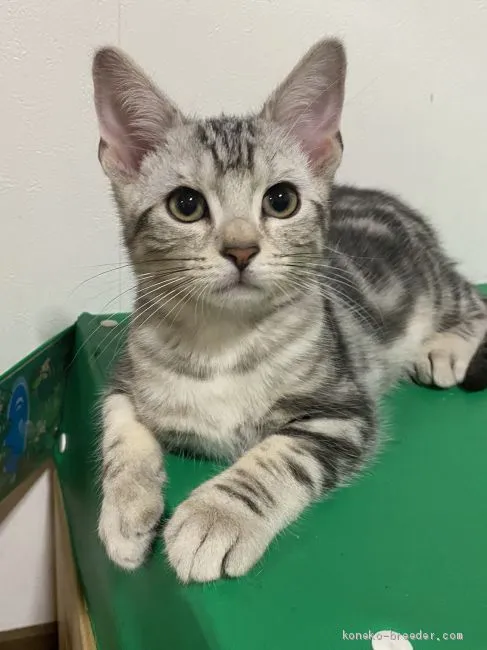 Victor 様のお迎えした子猫