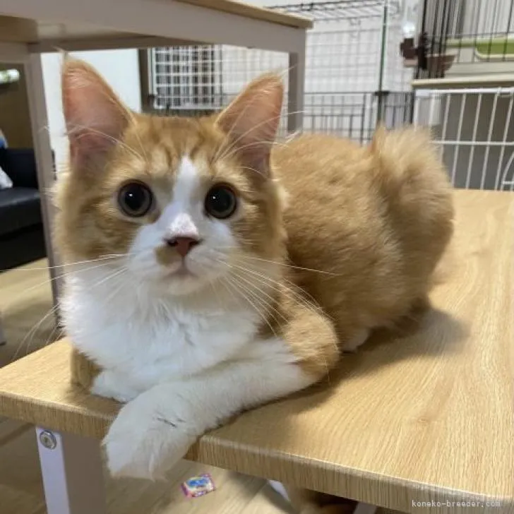 ID：2208-03177の子猫