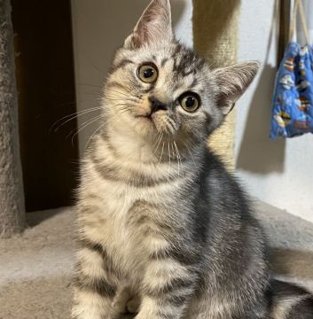 スコティッシュフォールド(立ち耳)【山形県・男の子・2021年8月9日・シルバータビー】の写真「ガッチリ体型の丈夫な子です♡」