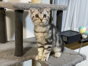 スコティッシュフォールド(折れ耳)【山形県・男の子・2021年8月9日・シルバータビー】の写真「早い者勝ちの可愛さですよ〜😊」