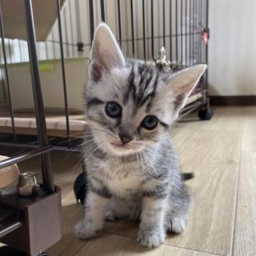 アメリカンショートヘア【山形県・男の子・2023年1月17日・シルバータビー】の写真「元気いっぱいの、ちゃっかりボーイ😊」