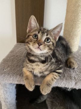 スコティッシュフォールド(立ち耳)【山形県・男の子・2021年6月6日・ブラウンタビー】の写真「大きくなる猫をお探しの方、注目‼️」
