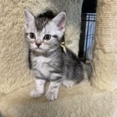 アメリカンショートヘア