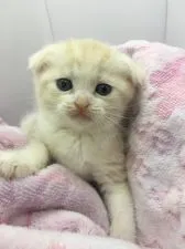 スコティッシュフォールド(折れ耳)【山形県・男の子・2020年3月18日・クリームタビー&ホワイト】の写真1