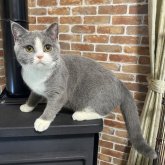 ブリティッシュショートヘア